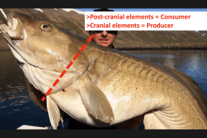 NABO Conference slide by Frank Feeley:  Postcranial elements = Consumer, Cranial elements= Producer
