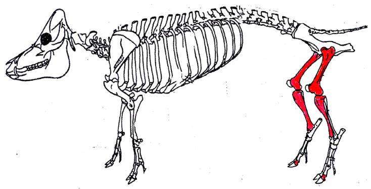 Drawing of Tjarnargata 3 C Pig bone element distribution