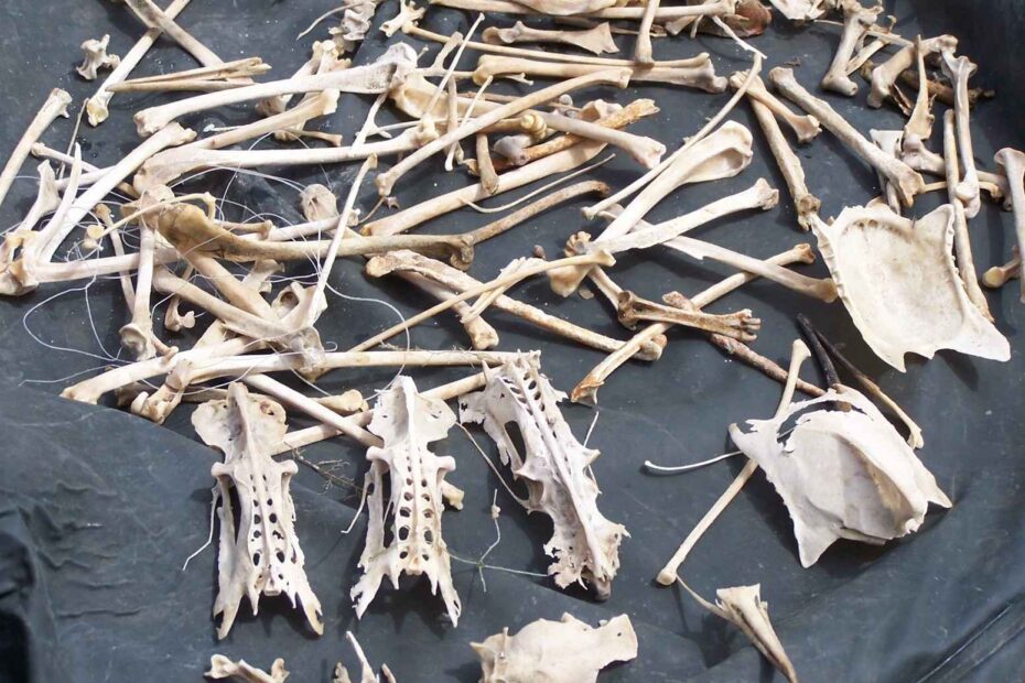 Photo of bird bones