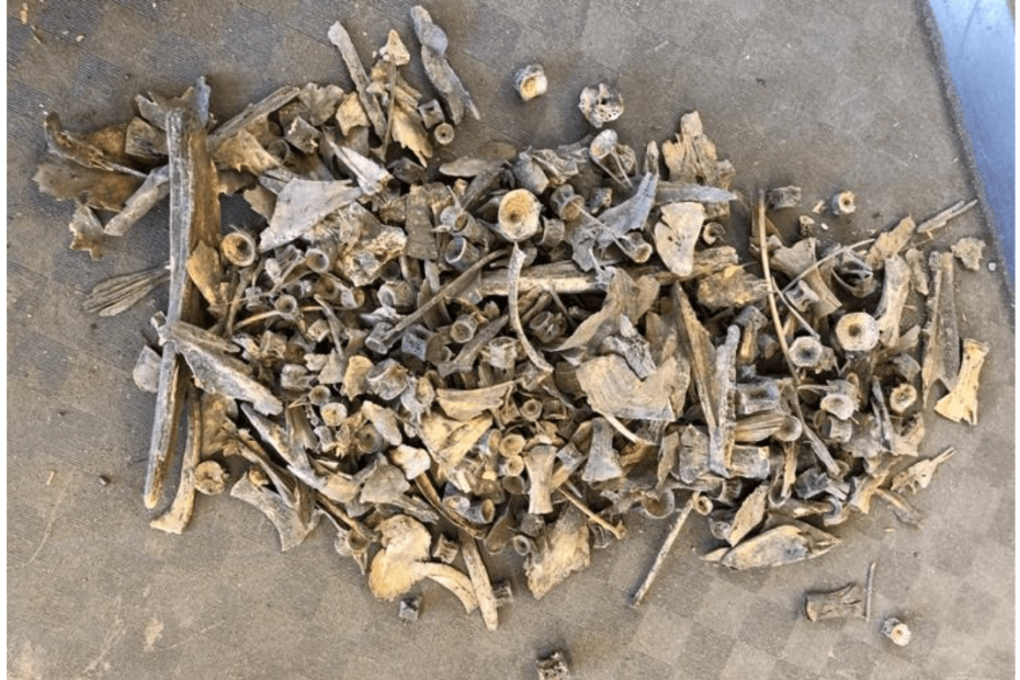 Photo of a mixture of fish bones