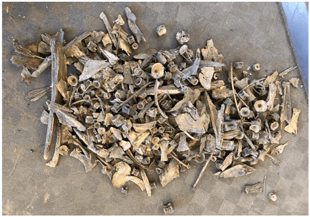 Hrísheimar: Fish Consumption Patterns (2019)