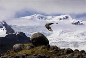 Photo of a Great Skua, by Þorvarður Árnason.