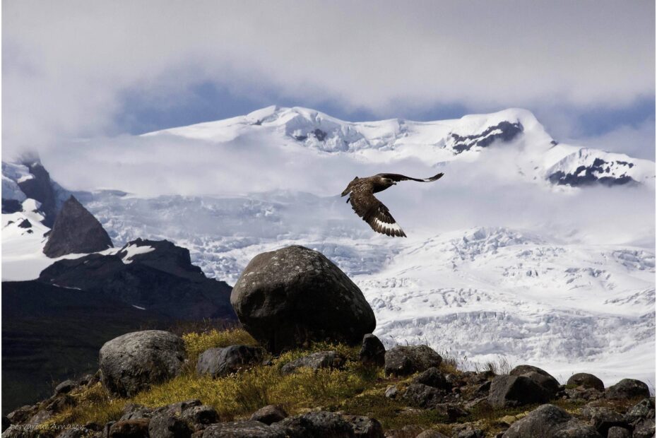Photo of a Great Skua, by Þorvarður Árnason.