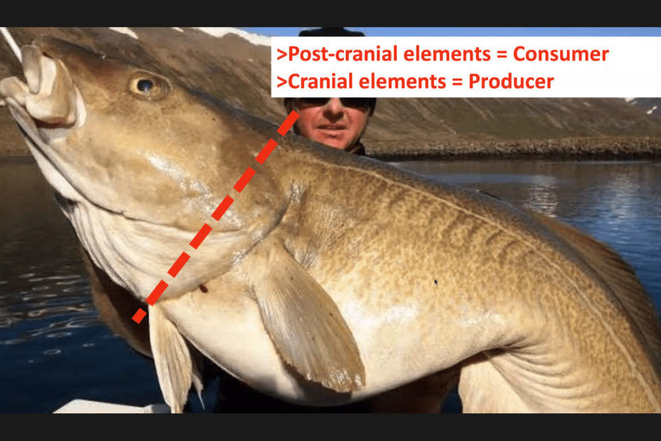 Photo of a fisherman holding an enormous fish with a caption saying 'Postcranial elements = Consumer, Cranial elements= Producer"