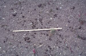 Photograph of raised shoreline with pumice pieces at Ófeigsfjörður, Iceland
