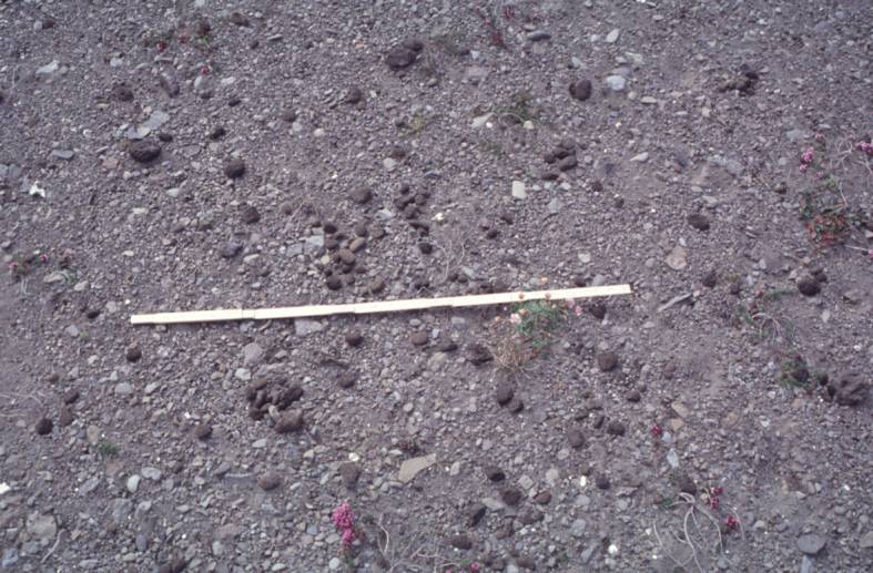 Ocean-transported pumice in the North Atlantic (1999)