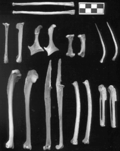 Photo of bones from the Red Throated Diver Manual