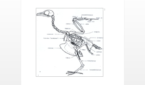 Diagram of a bird skeleton