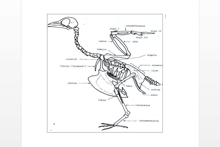 Diagram of a bird skeleton