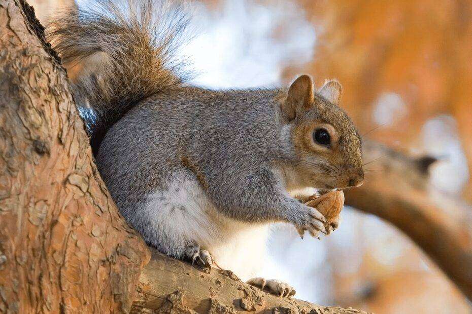 Photo of a grey squirrel