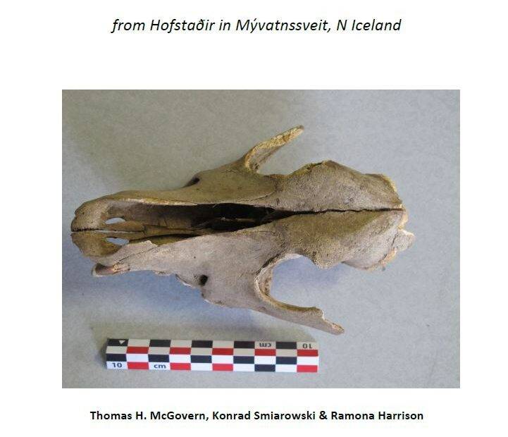 Hofstaðir 2013 Report