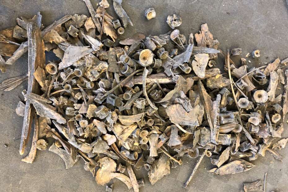 A mixture of bones: many are tube shaped, many are long and either straight or curved and pointed, while others are irregular shapes