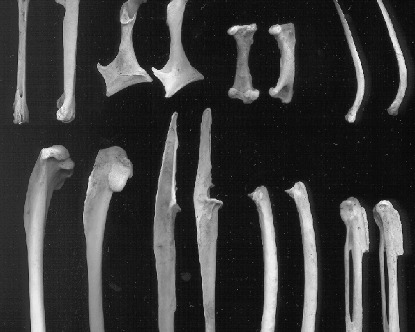 Photo of bones from the Red Throated Diver Manual