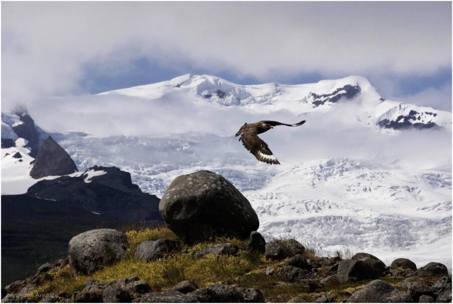 Medieval Iceland, Greenland, and the New Human Condition: A case study in integrated environmental humanities