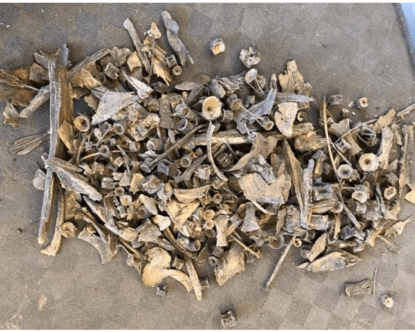 Photo of a mixture of fish bones