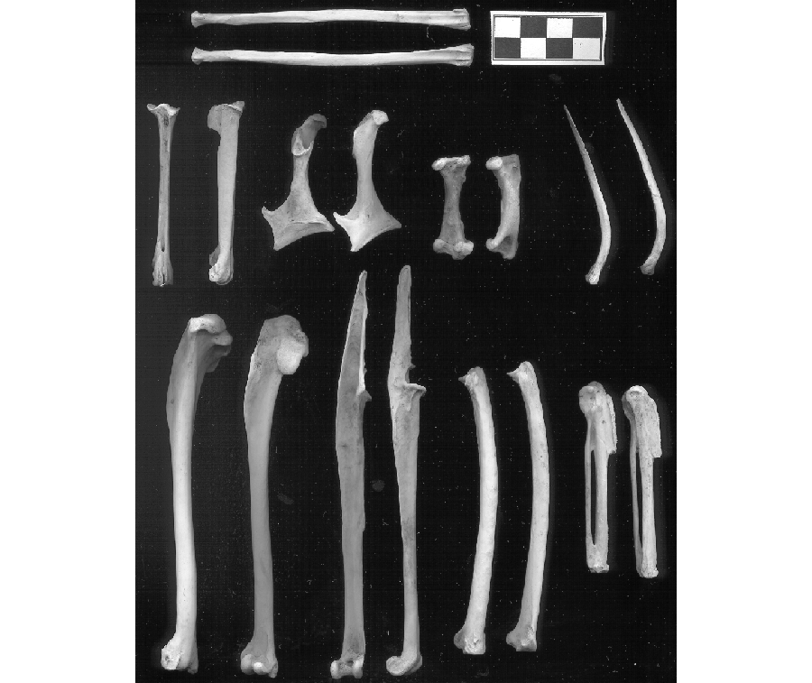 Red Throated Diver Manual