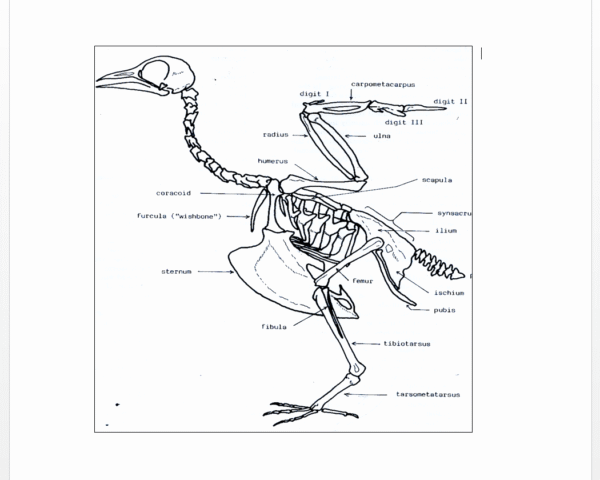 Diagram of a bird skeleton