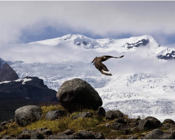 Photo of a Great Skua, by Þorvarður Árnason.